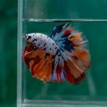 Load image into Gallery viewer, Male Halfmoon - Candy #1503 - Live Betta Fish
