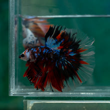 Load image into Gallery viewer, Male Halfmoon - Blue Galaxy #1504 - Live Betta Fish
