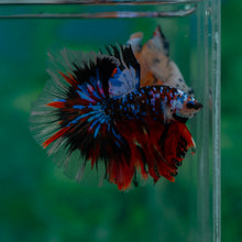 Load image into Gallery viewer, Male Halfmoon - Blue Galaxy #1504 - Live Betta Fish
