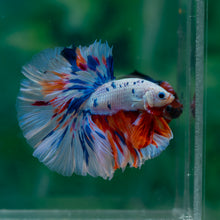 Load image into Gallery viewer, Male Halfmoon - Candy #1505 - Live Betta Fish
