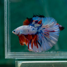 Load image into Gallery viewer, Male Halfmoon - Candy #1505 - Live Betta Fish
