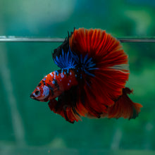 Load image into Gallery viewer, Male Halfmoon - Galaxy #1506 - Live Betta Fish
