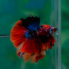 Load image into Gallery viewer, Male Halfmoon - Galaxy #1506 - Live Betta Fish
