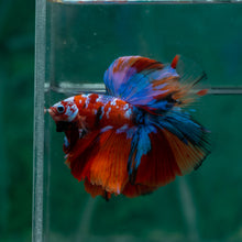 Load image into Gallery viewer, Male Halfmoon - Galaxy #1507 - Live Betta Fish
