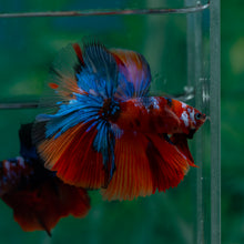 Load image into Gallery viewer, Male Halfmoon - Galaxy #1507 - Live Betta Fish
