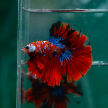 Load image into Gallery viewer, Male Halfmoon - Galaxy #1508 - Live Betta Fish
