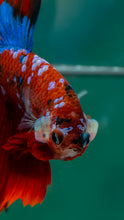 Load image into Gallery viewer, Male Halfmoon - Galaxy #1508 - Live Betta Fish
