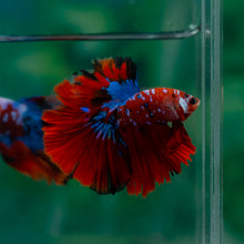 Load image into Gallery viewer, Male Halfmoon - Galaxy #1508 - Live Betta Fish
