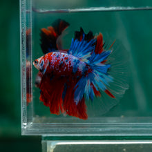 Load image into Gallery viewer, Male Halfmoon - Galaxy #1509 - Live Betta Fish
