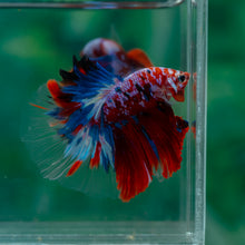 Load image into Gallery viewer, Male Halfmoon - Galaxy #1509 - Live Betta Fish
