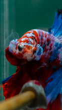 Load image into Gallery viewer, Male Halfmoon - Galaxy #1509 - Live Betta Fish
