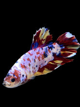 Load image into Gallery viewer, GIANT Male Halfmoon Plakat - Multicolor #150 - Live Betta Fish
