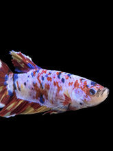 Load image into Gallery viewer, GIANT Male Halfmoon Plakat - Multicolor #150 - Live Betta Fish
