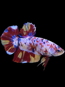 GIANT Male Halfmoon Plakat - Multicolor #150 - Live Betta Fish