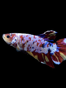 GIANT Male Halfmoon Plakat - Multicolor #150 - Live Betta Fish