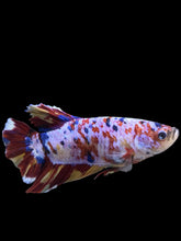 Load image into Gallery viewer, GIANT Male Halfmoon Plakat - Multicolor #150 - Live Betta Fish
