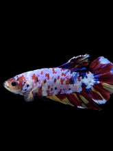 Load image into Gallery viewer, GIANT Male Halfmoon Plakat - Multicolor #150 - Live Betta Fish
