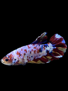 GIANT Male Halfmoon Plakat - Multicolor #150 - Live Betta Fish