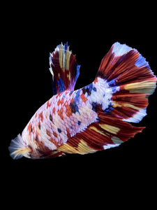 GIANT Male Halfmoon Plakat - Multicolor #150 - Live Betta Fish