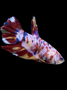 GIANT Male Halfmoon Plakat - Multicolor #150 - Live Betta Fish