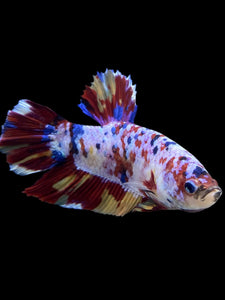 GIANT Male Halfmoon Plakat - Multicolor #150 - Live Betta Fish