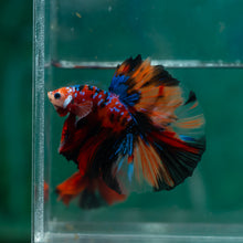 Load image into Gallery viewer, Male Halfmoon - Galaxy #1510 - Live Betta Fish

