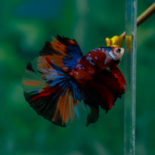 Load image into Gallery viewer, Male Halfmoon - Galaxy #1510 - Live Betta Fish
