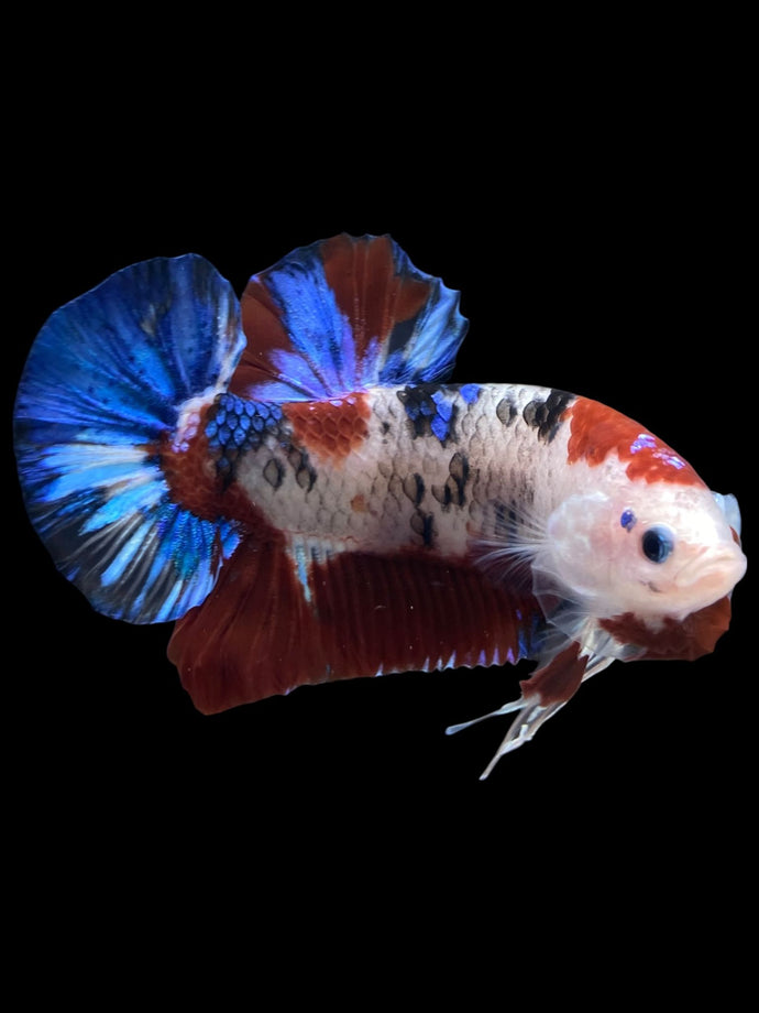 GIANT Male Halfmoon Plakat - Galaxy #1510 - Live Betta Fish