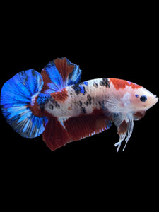 GIANT Male Halfmoon Plakat - Galaxy #1510 - Live Betta Fish
