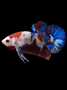 GIANT Male Halfmoon Plakat - Galaxy #1510 - Live Betta Fish