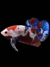 Load image into Gallery viewer, GIANT Male Halfmoon Plakat - Galaxy #1510 - Live Betta Fish
