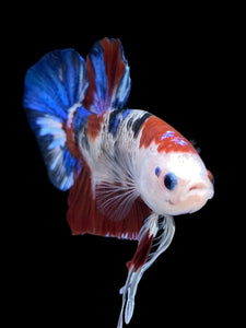 GIANT Male Halfmoon Plakat - Galaxy #1510 - Live Betta Fish