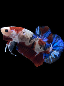 GIANT Male Halfmoon Plakat - Galaxy #1510 - Live Betta Fish