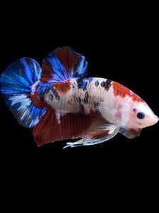 GIANT Male Halfmoon Plakat - Galaxy #1510 - Live Betta Fish