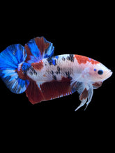 Load image into Gallery viewer, GIANT Male Halfmoon Plakat - Galaxy #1510 - Live Betta Fish

