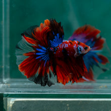 Load image into Gallery viewer, Male Halfmoon - Galaxy #1511 - Live Betta Fish
