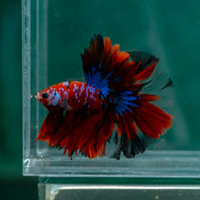 Load image into Gallery viewer, Male Halfmoon - Galaxy #1511 - Live Betta Fish
