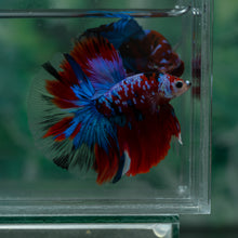 Load image into Gallery viewer, Male Halfmoon - Galaxy #1512 - Live Betta Fish
