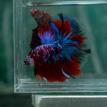 Load image into Gallery viewer, Male Halfmoon - Galaxy #1512 - Live Betta Fish
