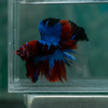 Load image into Gallery viewer, Male Halfmoon - Galaxy #1513 - Live Betta Fish
