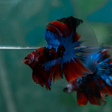Load image into Gallery viewer, Male Halfmoon - Galaxy #1513 - Live Betta Fish
