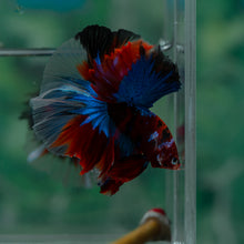 Load image into Gallery viewer, Male Halfmoon - Galaxy #1513 - Live Betta Fish
