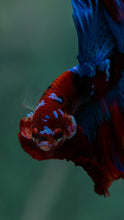 Load image into Gallery viewer, Male Halfmoon - Galaxy #1513 - Live Betta Fish
