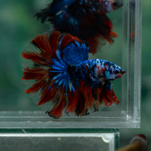 Load image into Gallery viewer, Male Rosetail - Blue Galaxy #1514 - Live Betta Fish
