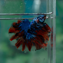 Load image into Gallery viewer, Male Rosetail - Blue Galaxy #1514 - Live Betta Fish
