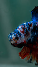 Load image into Gallery viewer, Male Rosetail - Blue Galaxy #1514 - Live Betta Fish
