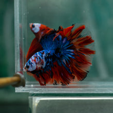 Load image into Gallery viewer, Male Rosetail - Blue Galaxy #1514 - Live Betta Fish
