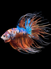 Load image into Gallery viewer, Male Crowntail - Galaxy #1514 - Live Betta Fish
