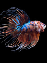 Load image into Gallery viewer, Male Crowntail - Galaxy #1514 - Live Betta Fish
