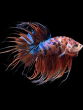Load image into Gallery viewer, Male Crowntail - Galaxy #1514 - Live Betta Fish
